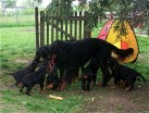 alle sechs am Toben mit Hemingway und Siva