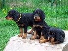 Balou, Bess und Bianca