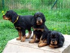 Balou, Bess und Bianca
