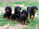 von links: Bonnie, Barry, Buddy, Balou