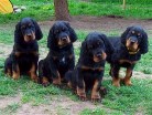 von links: Bonnie, Barry, Buddy, Balou