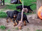 Bess (links) und Bianca spielen mit dem Seil, oben läuft Bonnie