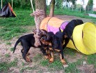 Bess (links) und Bianca am Seil, auf der Rolle ist Balou