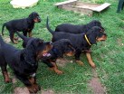 in Reihe: Barry, Bianca, Balou und Buddy, links oben Bonnie