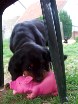 Buddy hat Schwein