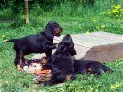 Bonnie links und Balou, unten liegt Buddy