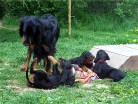 Siva mit Balou, rechts Bonnie und Bess