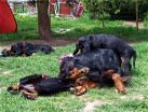 Siva mit links Balou und auf ihr Bonnie