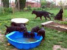 am Wasserbecken von links: Bess, Buddy, Barry, Bianca und Bonnie, oben Siva und Alaska (rechts)