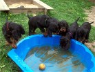 von links: Bess, Barry, Bianca, Bonnie, Buddy