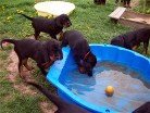 von links: Bianca, Barry, Bess und Bonnie