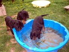 links Buddy und Bonnie, im Wasser Bess