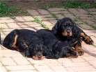 links Bianca, mittig Bonnie, rechts Buddy