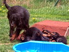 Alaska und ihre sich balgenden Welpen