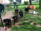 5 kommen angedüst, voraus Buddy, dann Balou, Bonnie, Bianca und Bess