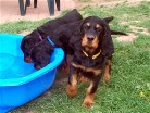 Balou und hinter ihr nehmen Bonnie und Bianca einen Drink