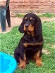 Balou