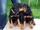 Balou flüstert Bess etwas zum Abschied ins Ohr