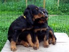Balou beißt Bess zum Abschied nochmal in die Lefze
