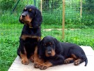 Balou und Bess
