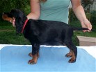 Bess