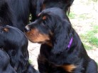 Bonnie ist inzwischen die kräftigste Hündin