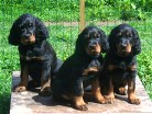 von links: Buddy, Bianca, Bonnie