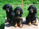 von links: Buddy, Bianca, Bonnie