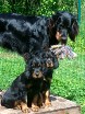 drei Schwestern: Bonnie links, Bianca und Siva