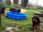 von links: Bianca, Buddy, Bonnie und Barry
