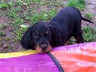 Buddy