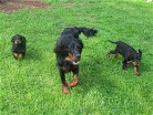 Schwesternwettlauf! links Bonnie, Siva und rechts Bianca
