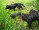 rechts Hemingway und Alaska, links Bonnie und Siva