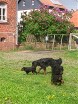 jeder passt auf einen auf: links Bonnie mit Siva, rechts Hemi mit Buddy