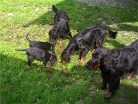 Bonnie und Barry und rechts von vorne: Alaska, Siva und Hemingway