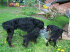 Hemi trinkt mit Barry, Buddy und Bianca