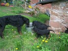 Hemi und Bonnie, Buddy und Bianca trinken