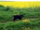 Buddy - aber wo sind die anderen?