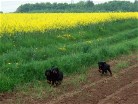 Bianca links und Bonnie, dahinter Barry