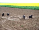 von links: Barry, Bonnie, Buddy und Bianca