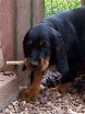 Bonnie mit Kaustange