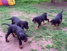 von links: Barry (mit Ball), Buddy, Bonnie und Bianca