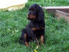 Buddy