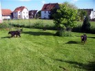 alle 4 mit Alaska, Hemi und Siva durften wieder den Garten erkunden