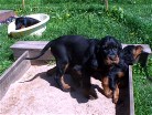 Buddy, dahinter Bonnie, links im Korb Bianca