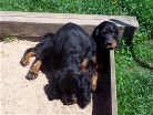 Buddy hat sich auf Bonnie gesetzt