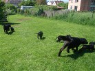 links Alaska, rechts Hemingway mit den Welpen im Garten