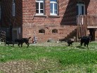 auf dem Hof mit den Welpen, links Siva, rechts Hemingway und dahinter Alaska