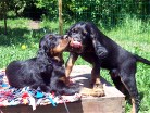 Buddy schleckt an Bonnie