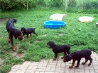 links Siva und Bianca, rechts Barry und Buddy schüttelt sich